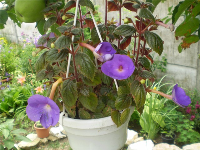 achimenes